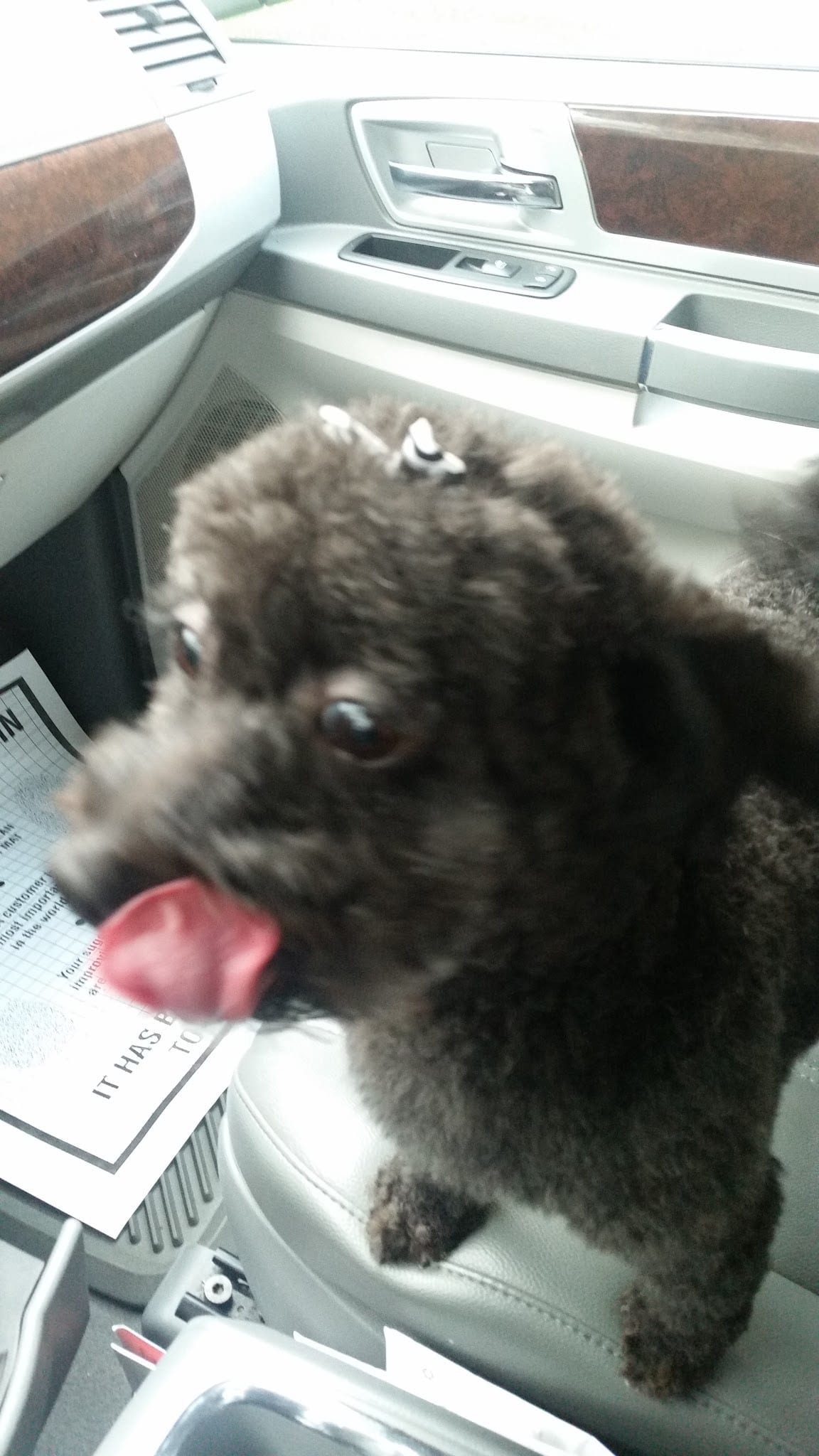 Fluffy chocolate brown poodle with tongue out sitting in car seat