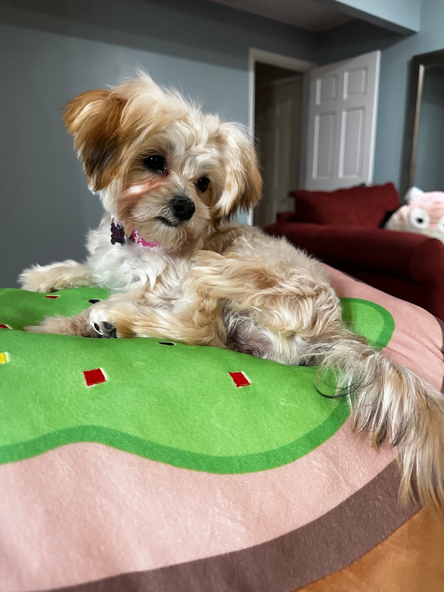 Fluffy small groomed puppy resting on a decorative dog bed