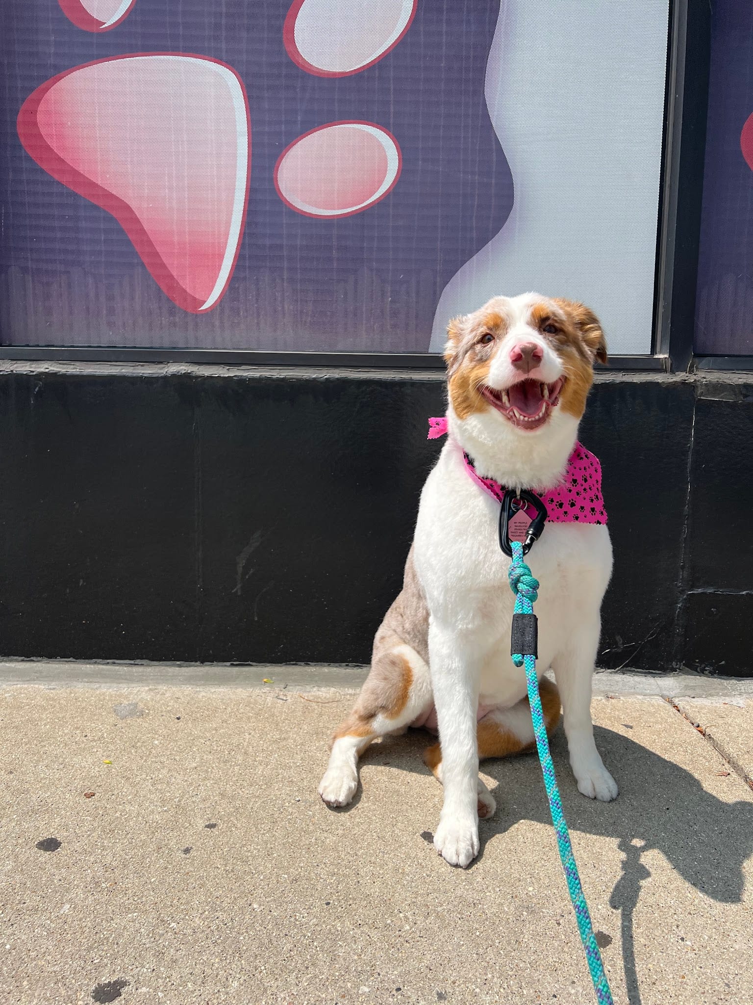 Smiling red merle Australian Shepherd puppy wearing pink bandana on leash outside grooming salon