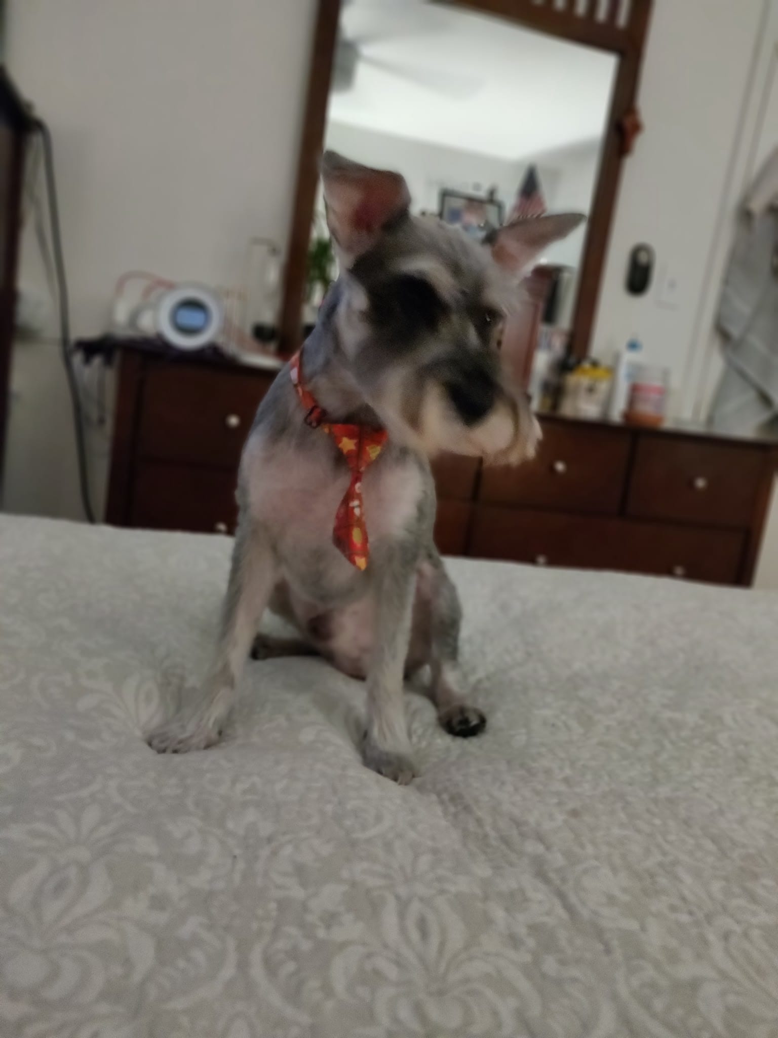 Freshly groomed miniature schnauzer puppy wearing red bandana on bed