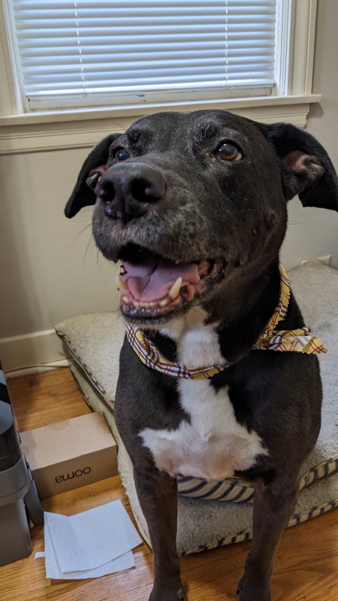 Happy senior black dog wearing plaid bandana sitting on dog bed